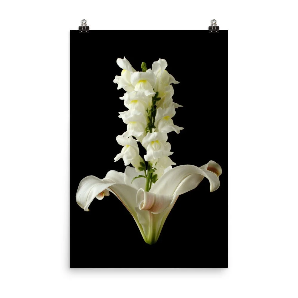 https://i.etsystatic.com/16519884/r/il/783b76/2406658332/il_fullxfull.2406658332_4gjx.jpg