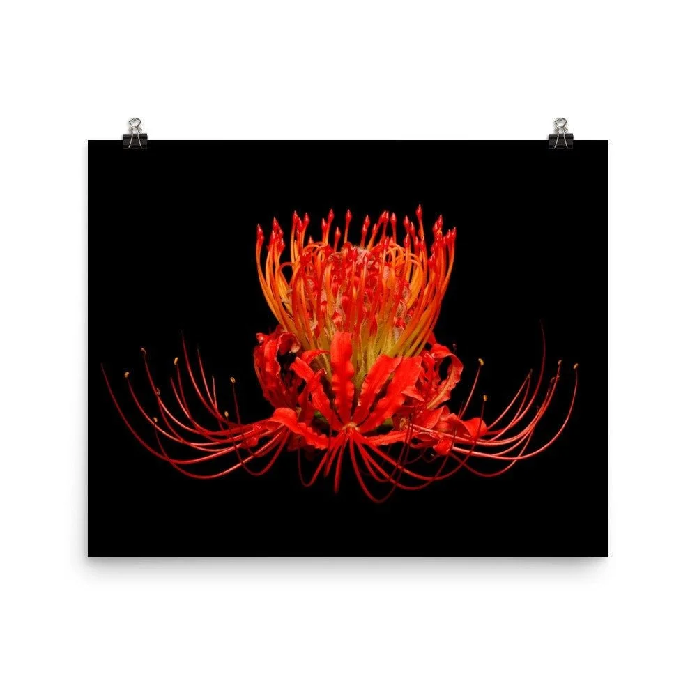 https://i.etsystatic.com/16519884/r/il/2ff26c/2407111632/il_fullxfull.2407111632_k3lw.jpg