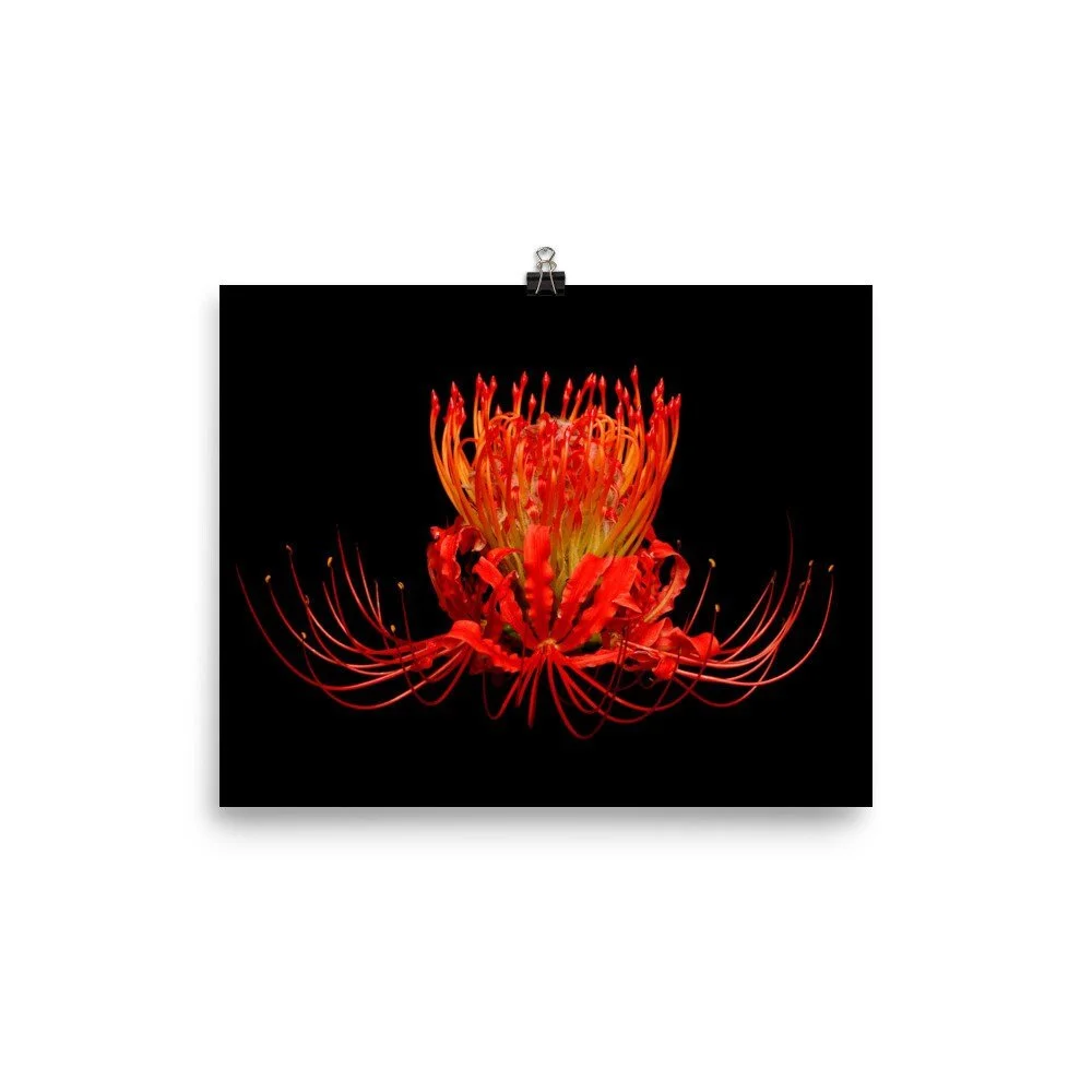 https://i.etsystatic.com/16519884/r/il/8f887b/2454741171/il_fullxfull.2454741171_guop.jpg