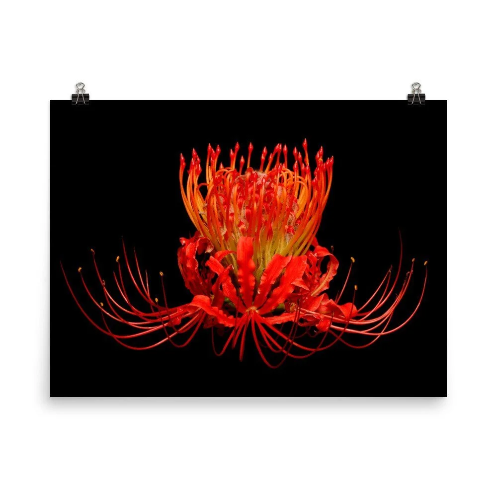 https://i.etsystatic.com/16519884/r/il/cb3e14/2407110864/il_fullxfull.2407110864_791z.jpg
