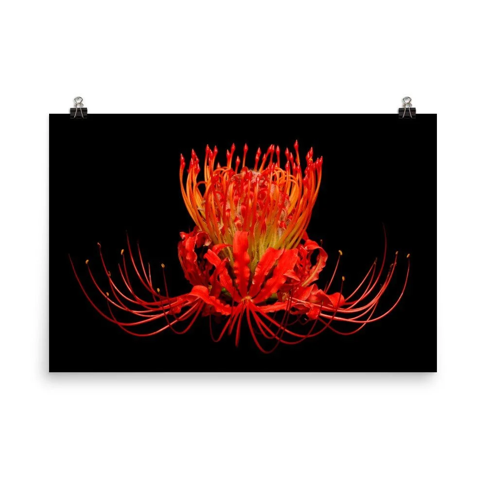 https://i.etsystatic.com/16519884/r/il/7144a5/2407110804/il_fullxfull.2407110804_g30q.jpg