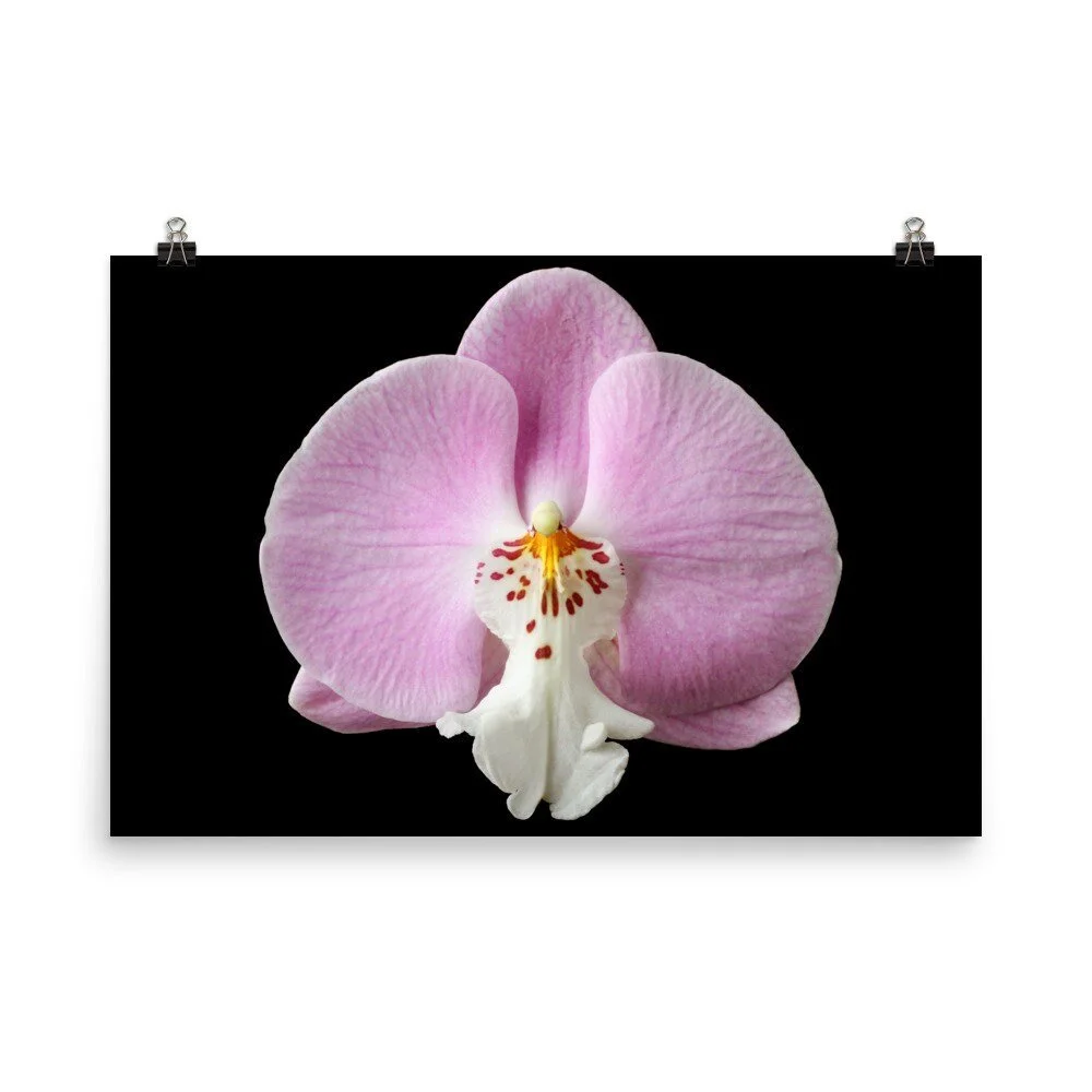 https://i.etsystatic.com/16519884/r/il/cddfa2/2453452869/il_fullxfull.2453452869_eqsa.jpg