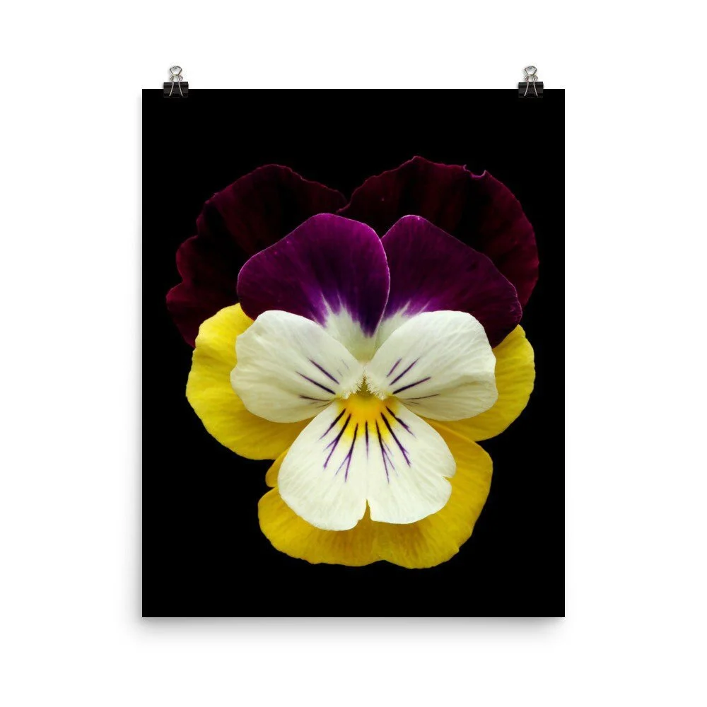 https://i.etsystatic.com/16519884/r/il/667865/2453744565/il_fullxfull.2453744565_4jog.jpg