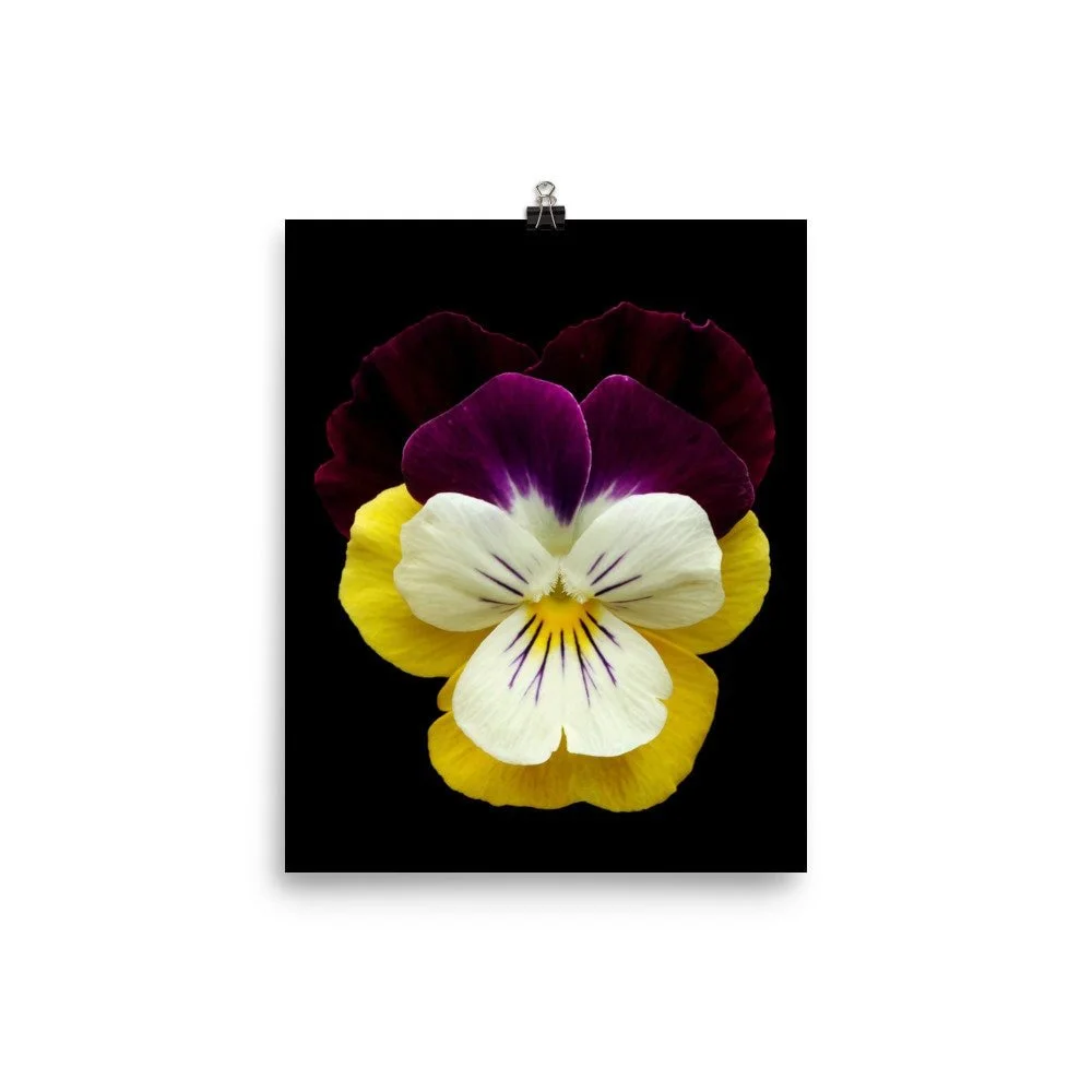https://i.etsystatic.com/16519884/r/il/5d8556/2453743717/il_fullxfull.2453743717_l3hk.jpg