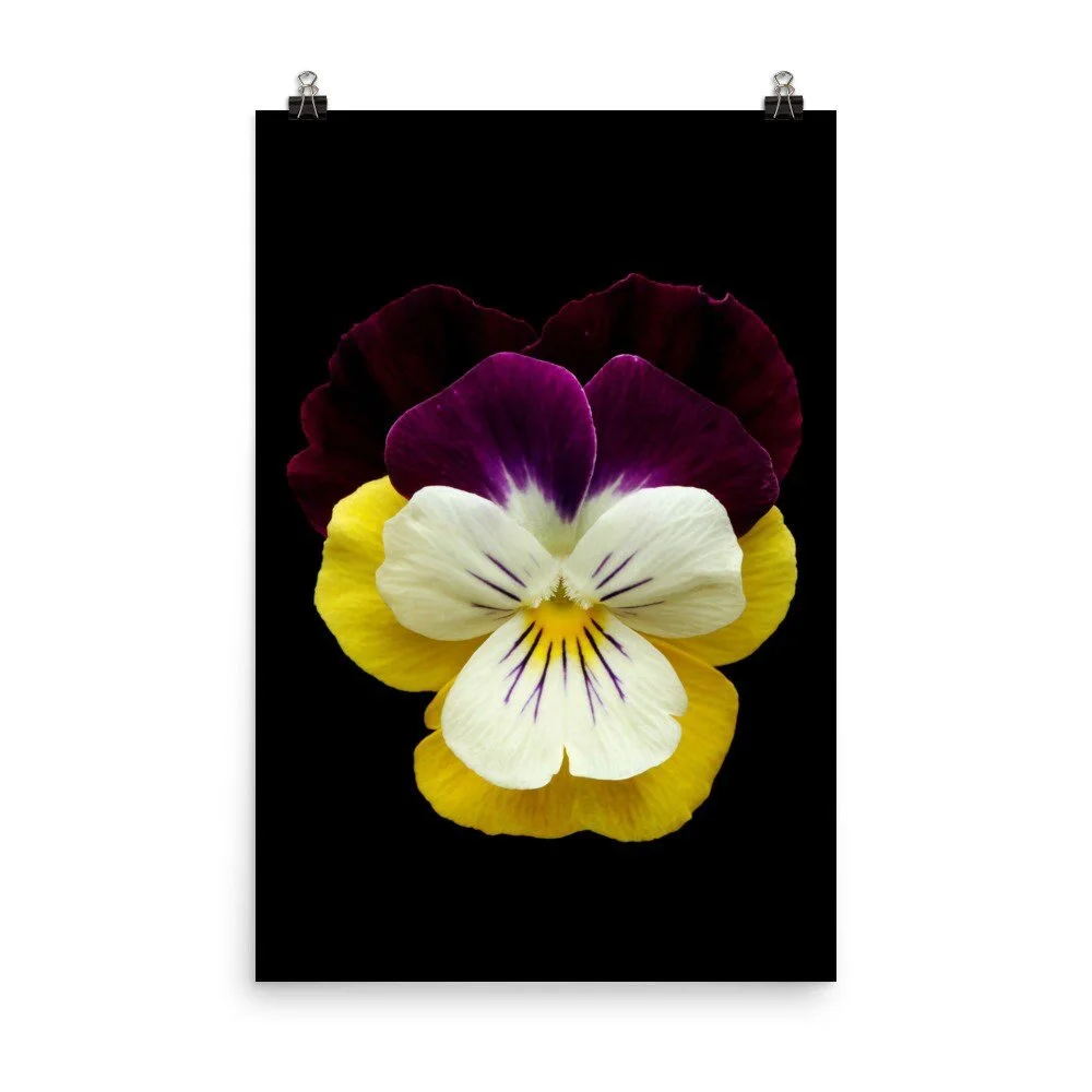 https://i.etsystatic.com/16519884/r/il/36f30f/2453743623/il_fullxfull.2453743623_hf4v.jpg