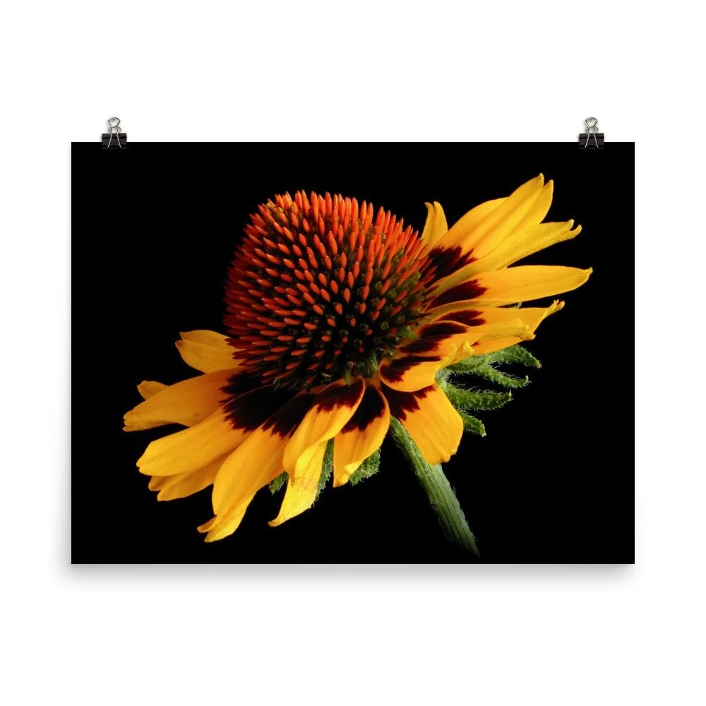 https://i.etsystatic.com/16519884/r/il/860bbd/2454313359/il_fullxfull.2454313359_ju42.jpg