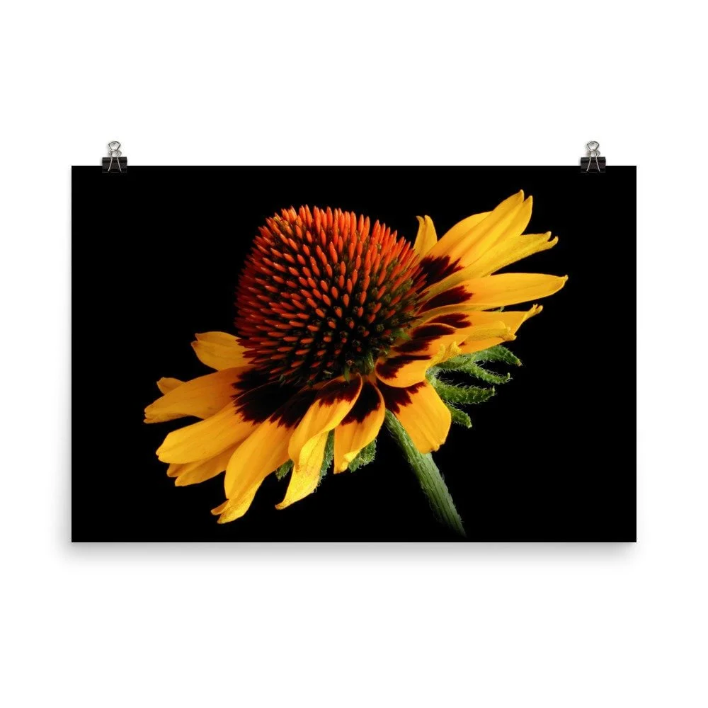https://i.etsystatic.com/16519884/r/il/aebf44/2454313313/il_fullxfull.2454313313_pnux.jpg