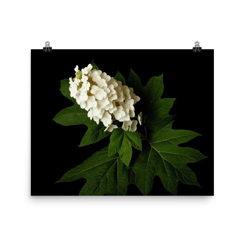 https://i.etsystatic.com/16519884/r/il/341779/2421418550/il_fullxfull.2421418550_ksxd.jpg
