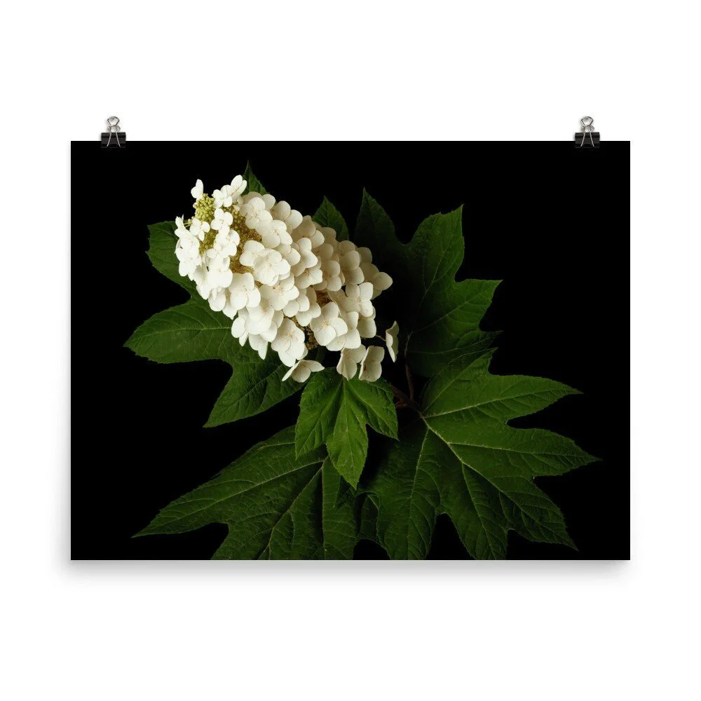 https://i.etsystatic.com/16519884/r/il/b28894/2469043653/il_fullxfull.2469043653_7u1q.jpg