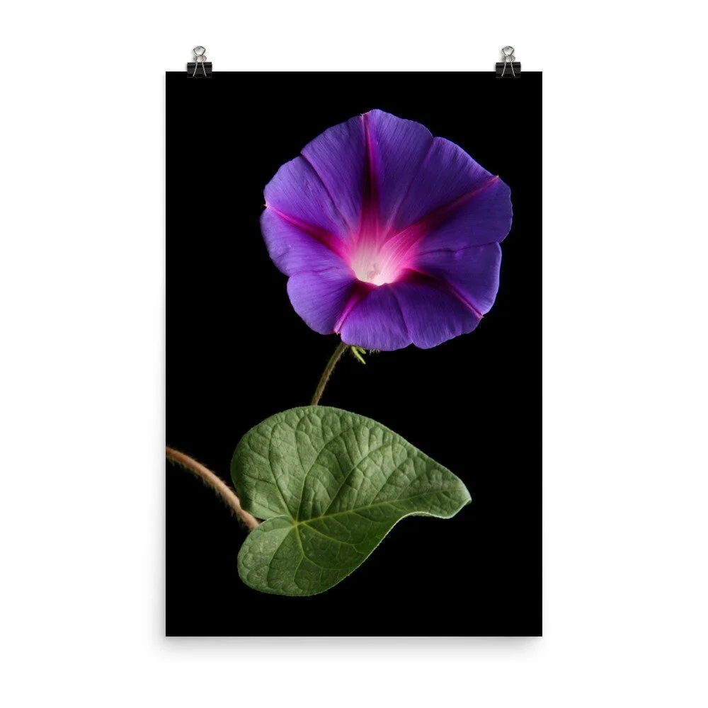 https://i.etsystatic.com/16519884/r/il/5c630c/2421556280/il_fullxfull.2421556280_hf20.jpg