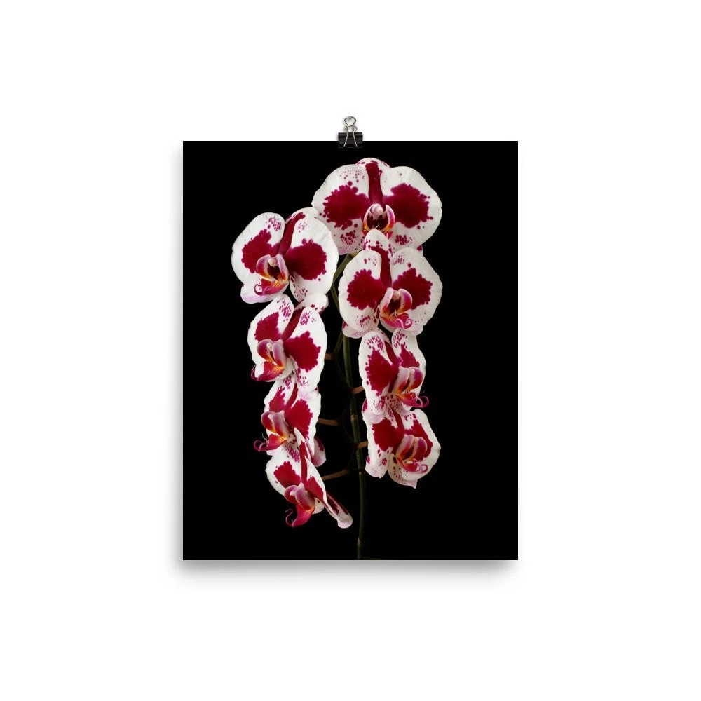 https://i.etsystatic.com/16519884/r/il/12b0bf/2422372886/il_fullxfull.2422372886_sj8u.jpg