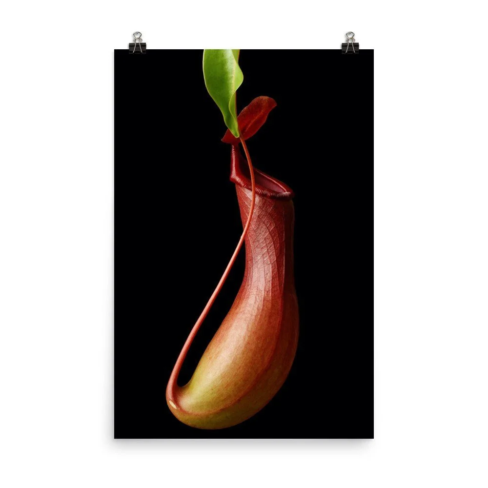https://i.etsystatic.com/16519884/r/il/7177cb/2470118947/il_fullxfull.2470118947_mjym.jpg