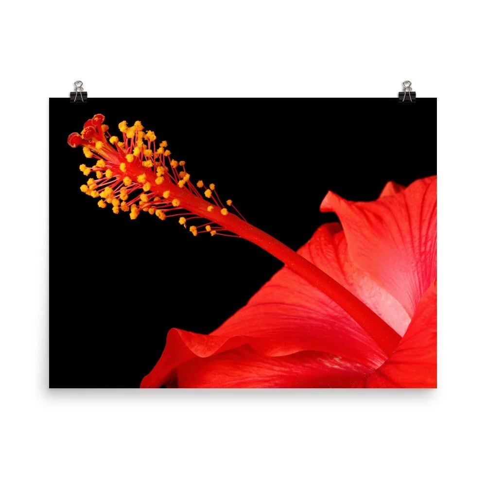 https://i.etsystatic.com/16519884/r/il/6f99ce/2422731986/il_fullxfull.2422731986_tb97.jpg