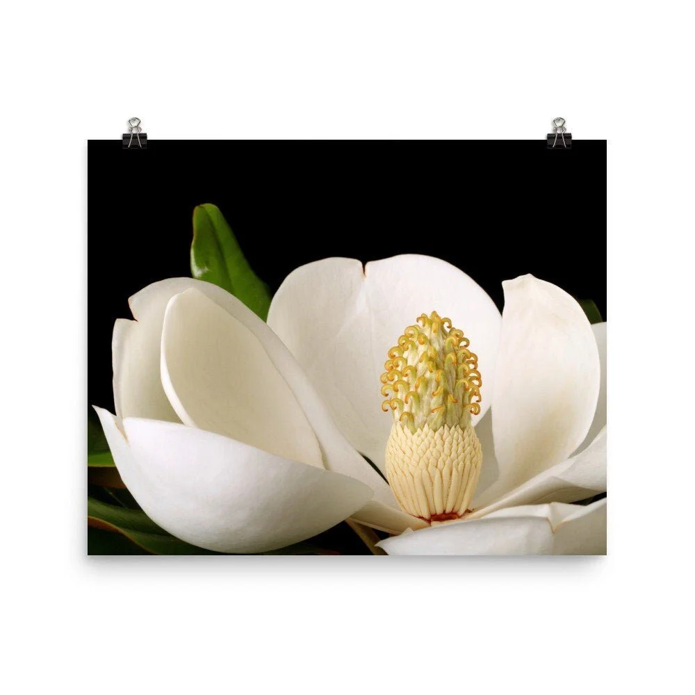 https://i.etsystatic.com/16519884/r/il/936d19/2473135633/il_fullxfull.2473135633_7im9.jpg