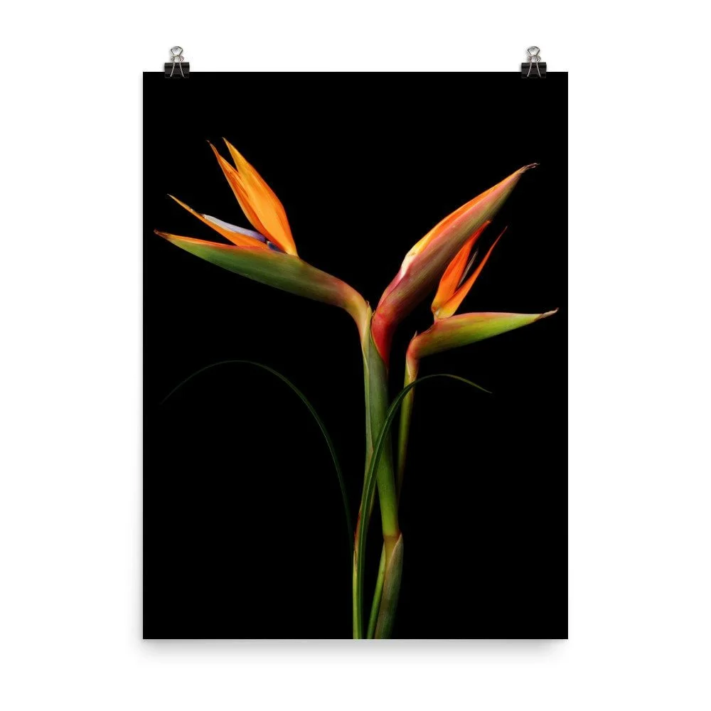https://i.etsystatic.com/16519884/r/il/6c5752/2425900990/il_fullxfull.2425900990_e1z3.jpg