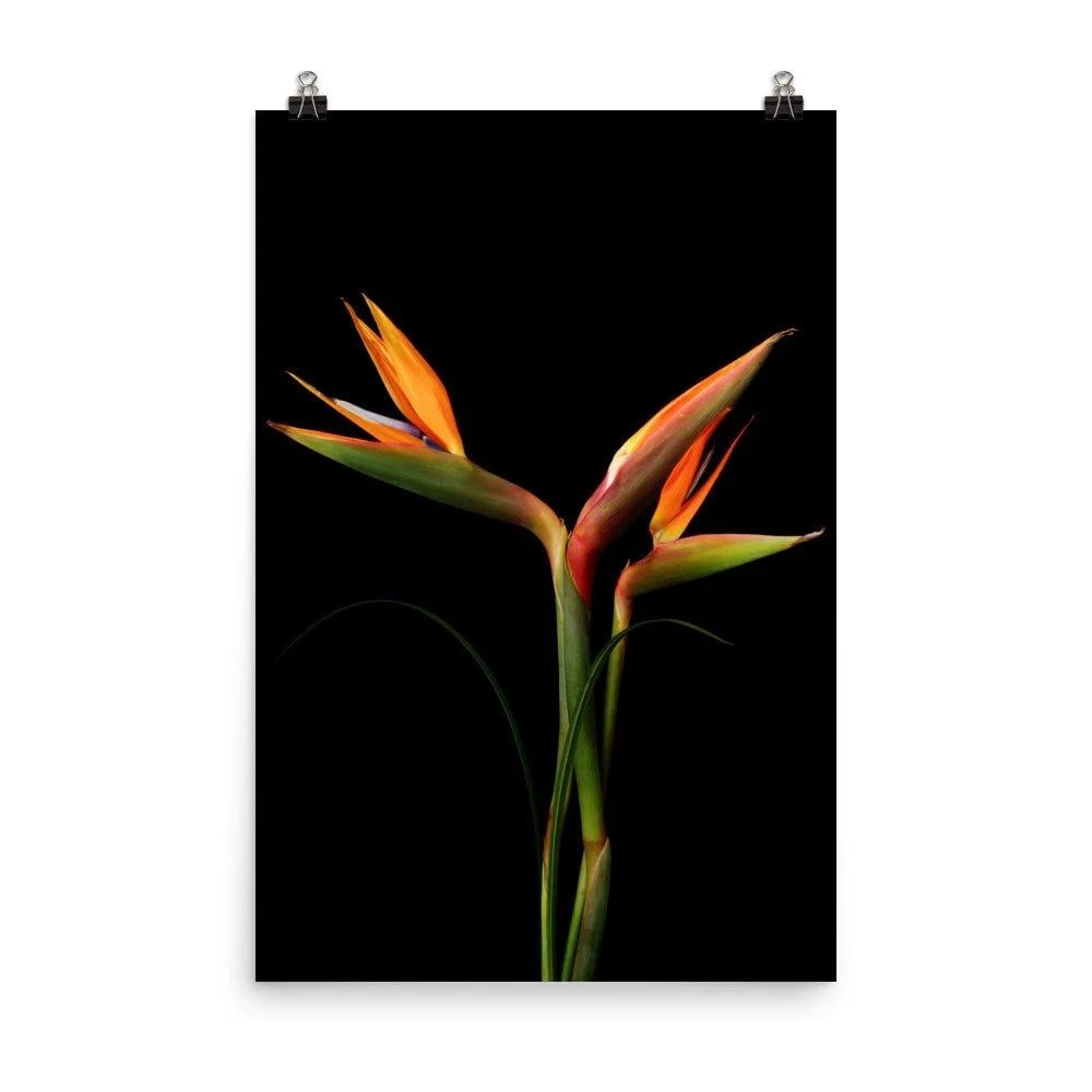 https://i.etsystatic.com/16519884/r/il/7f20db/2473528727/il_fullxfull.2473528727_i9a6.jpg
