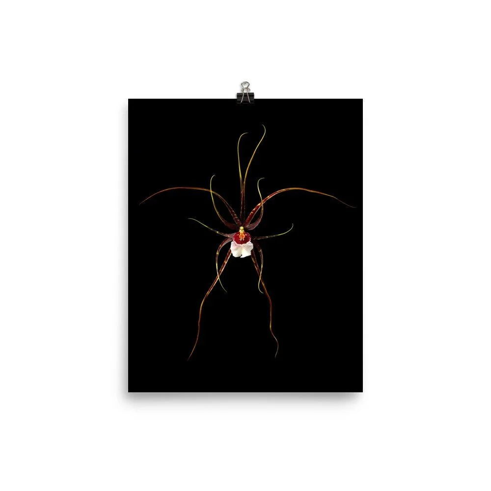 https://i.etsystatic.com/16519884/r/il/97a922/2472452243/il_fullxfull.2472452243_dy14.jpg