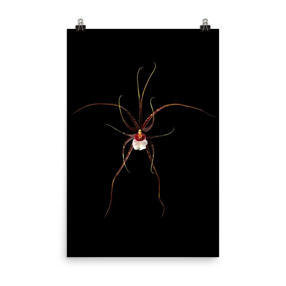 https://i.etsystatic.com/16519884/r/il/e210a6/2424822984/il_fullxfull.2424822984_8cjv.jpg