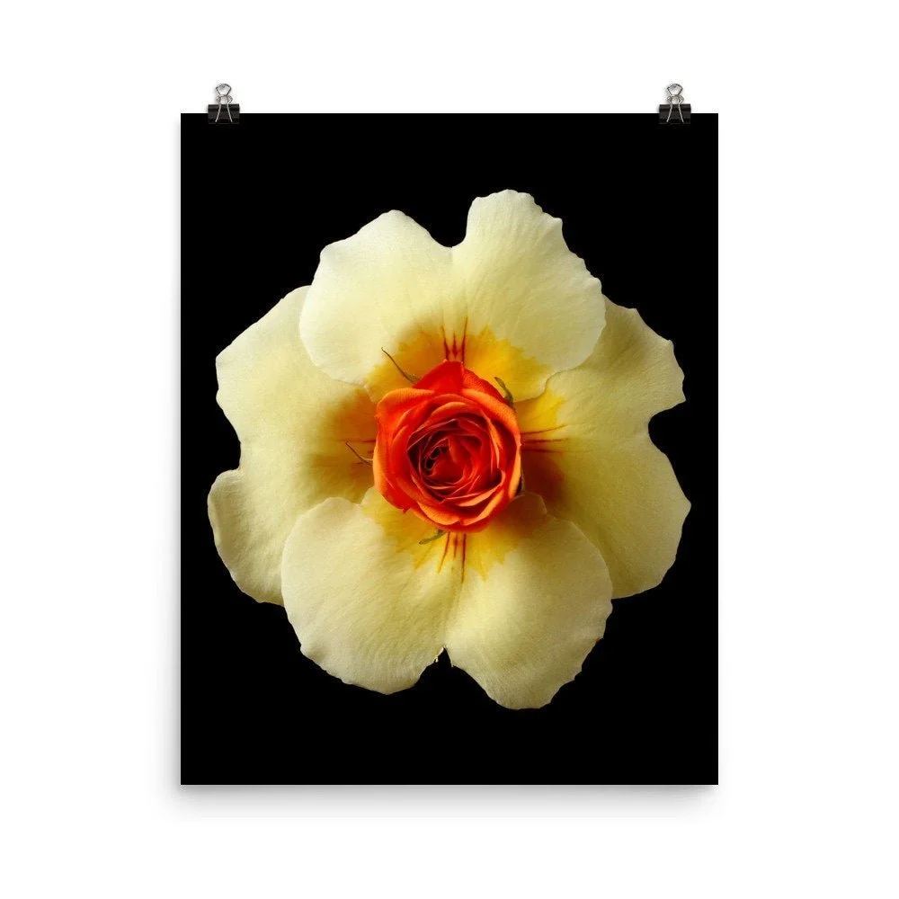 https://i.etsystatic.com/16519884/r/il/fd2b17/2265764633/il_fullxfull.2265764633_dlsf.jpg
