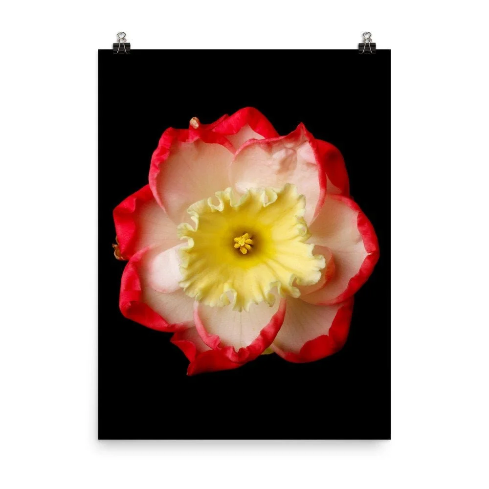 https://i.etsystatic.com/16519884/r/il/1e192e/2265802667/il_fullxfull.2265802667_smhu.jpg