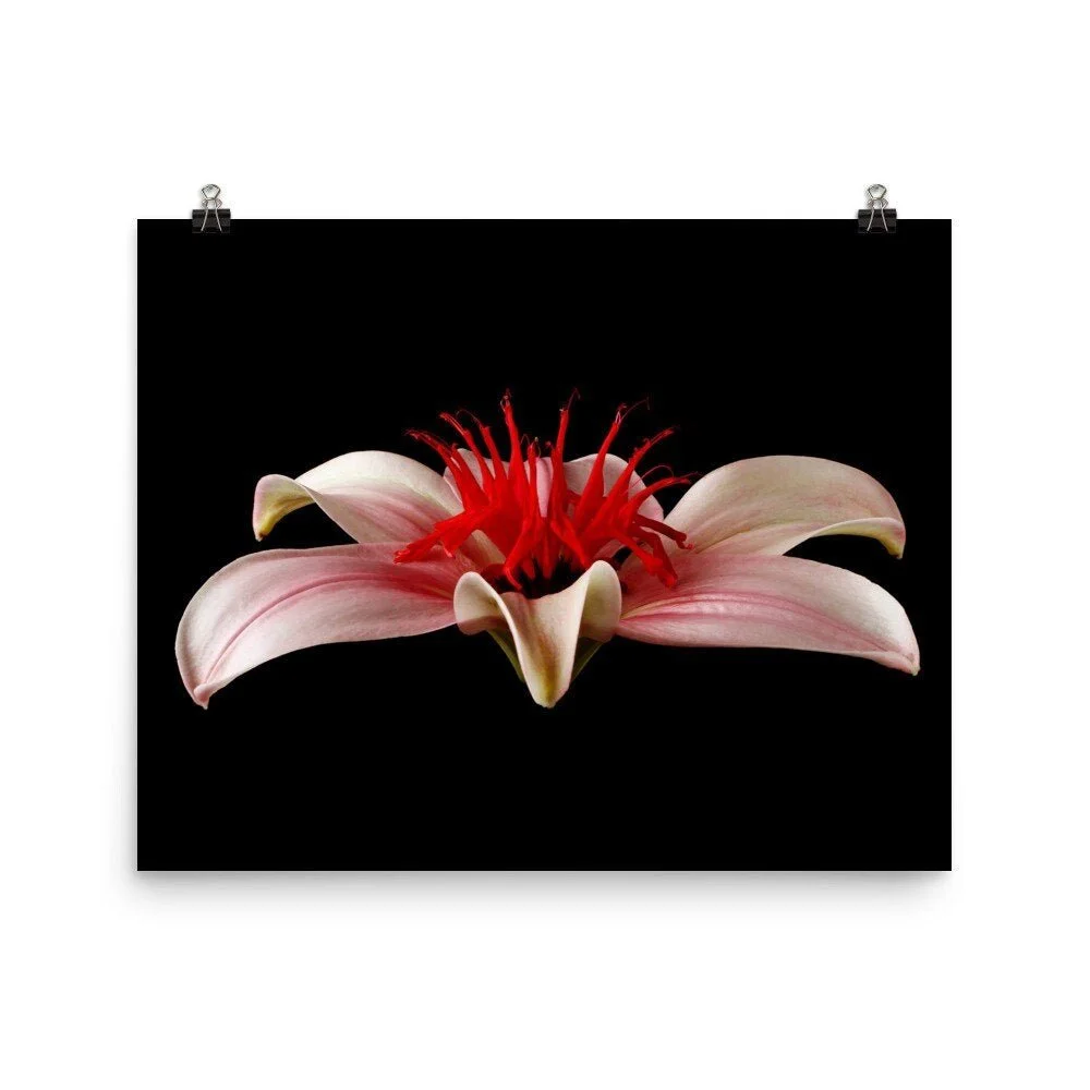 https://i.etsystatic.com/16519884/r/il/8fdee6/2265737755/il_fullxfull.2265737755_lynd.jpg