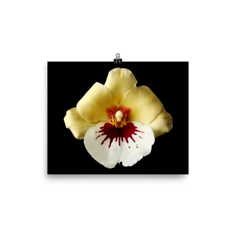 https://i.etsystatic.com/16519884/r/il/3f33f8/2299023633/il_fullxfull.2299023633_d48f.jpg