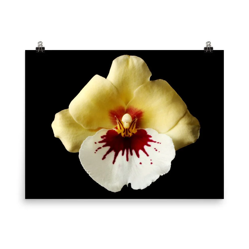 https://i.etsystatic.com/16519884/r/il/8af6d5/2299023597/il_fullxfull.2299023597_j45q.jpg