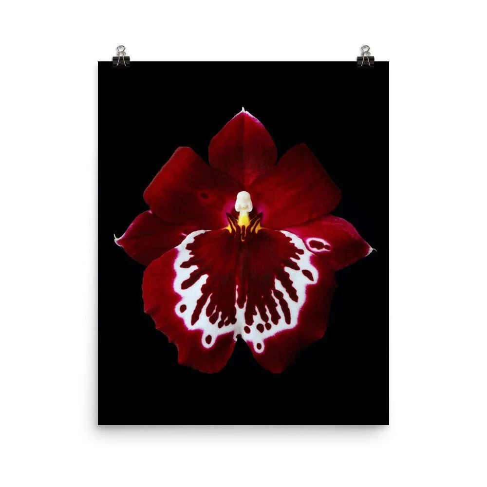 https://i.etsystatic.com/16519884/r/il/fe94c0/2321576896/il_fullxfull.2321576896_dw4v.jpg