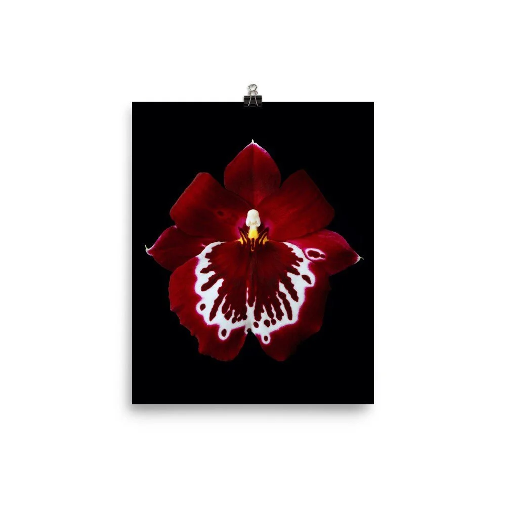 https://i.etsystatic.com/16519884/r/il/985f8a/2321575698/il_fullxfull.2321575698_78r6.jpg