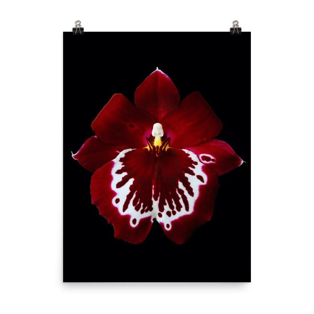 https://i.etsystatic.com/16519884/r/il/bf5410/2369164999/il_fullxfull.2369164999_lqaz.jpg