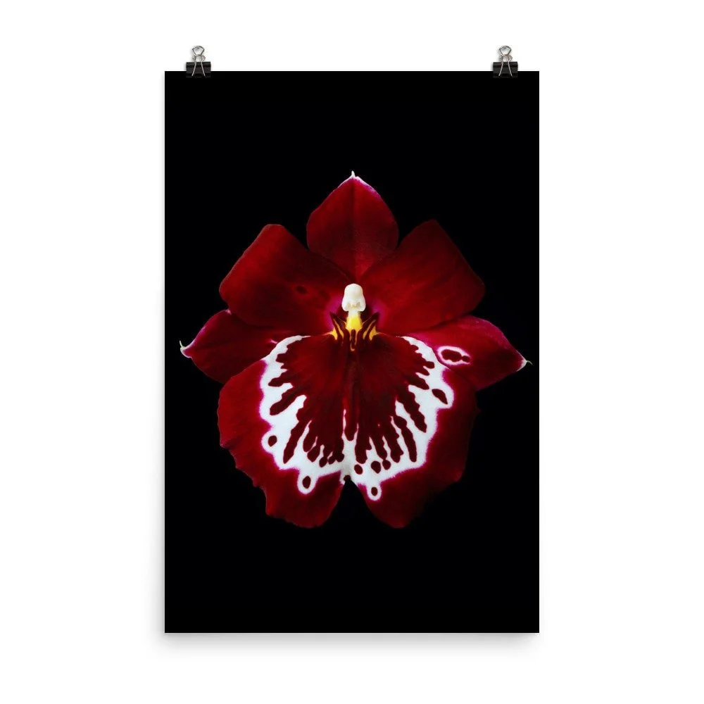 https://i.etsystatic.com/16519884/r/il/8bfacb/2369164921/il_fullxfull.2369164921_cb2y.jpg