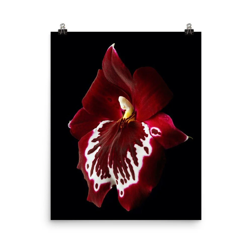https://i.etsystatic.com/16519884/r/il/e24514/2321592730/il_fullxfull.2321592730_3df8.jpg