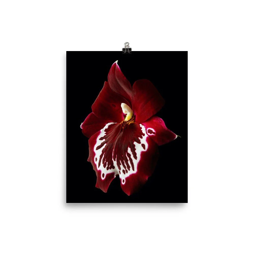 https://i.etsystatic.com/16519884/r/il/d8d7ea/2369181157/il_fullxfull.2369181157_u0s3.jpg