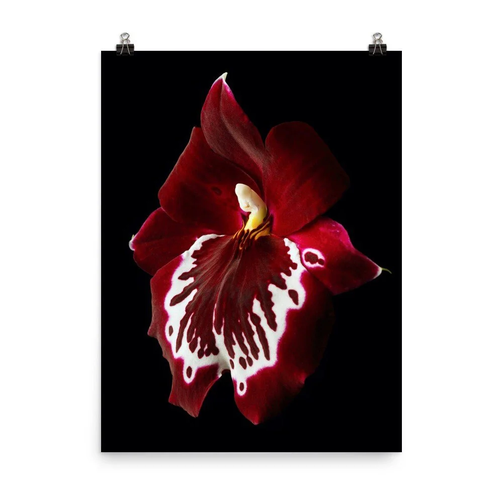 https://i.etsystatic.com/16519884/r/il/3ff8fa/2321591562/il_fullxfull.2321591562_deto.jpg
