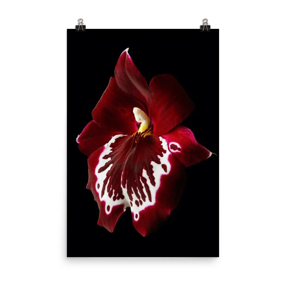 https://i.etsystatic.com/16519884/r/il/7cf980/2321591506/il_fullxfull.2321591506_mbhy.jpg