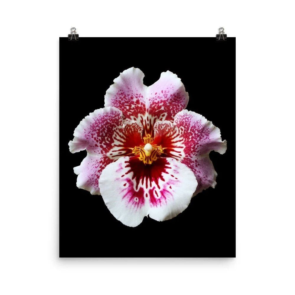 https://i.etsystatic.com/16519884/r/il/8e3c14/2285808039/il_fullxfull.2285808039_b6ls.jpg