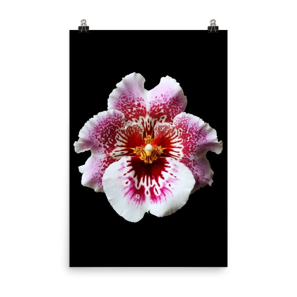 https://i.etsystatic.com/16519884/r/il/559092/2238209144/il_fullxfull.2238209144_7cdq.jpg
