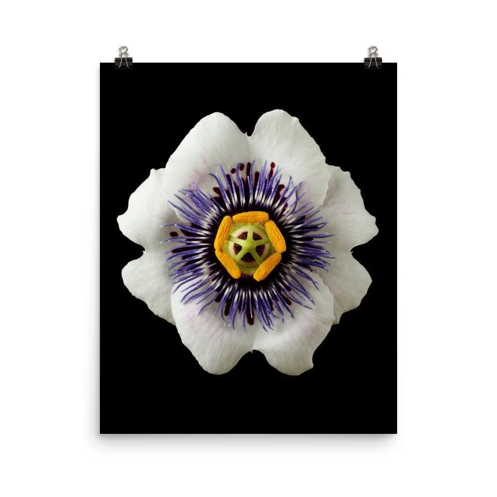 https://i.etsystatic.com/16519884/r/il/764a1d/2286372121/il_fullxfull.2286372121_6s2i.jpg