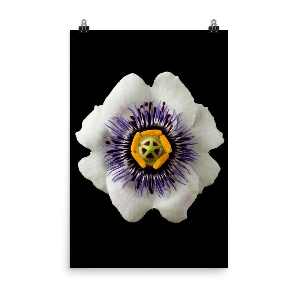https://i.etsystatic.com/16519884/r/il/ca26b4/2286371631/il_fullxfull.2286371631_ffbv.jpg