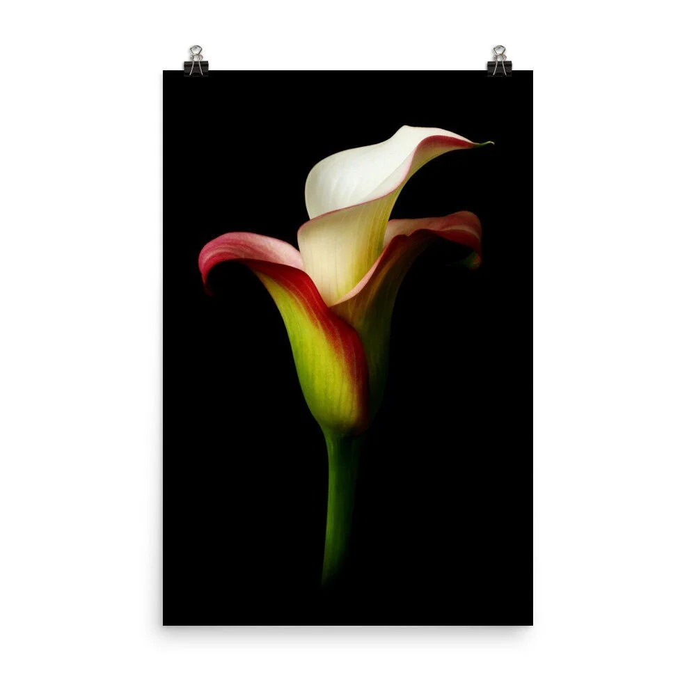 https://i.etsystatic.com/16519884/r/il/ae784e/2216295268/il_fullxfull.2216295268_ehe4.jpg