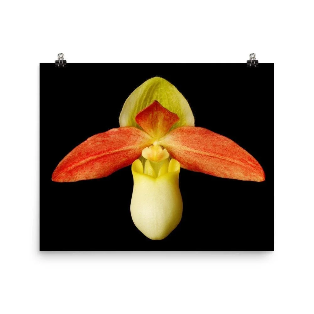 https://i.etsystatic.com/16519884/r/il/1677b1/2216667974/il_fullxfull.2216667974_fu33.jpg