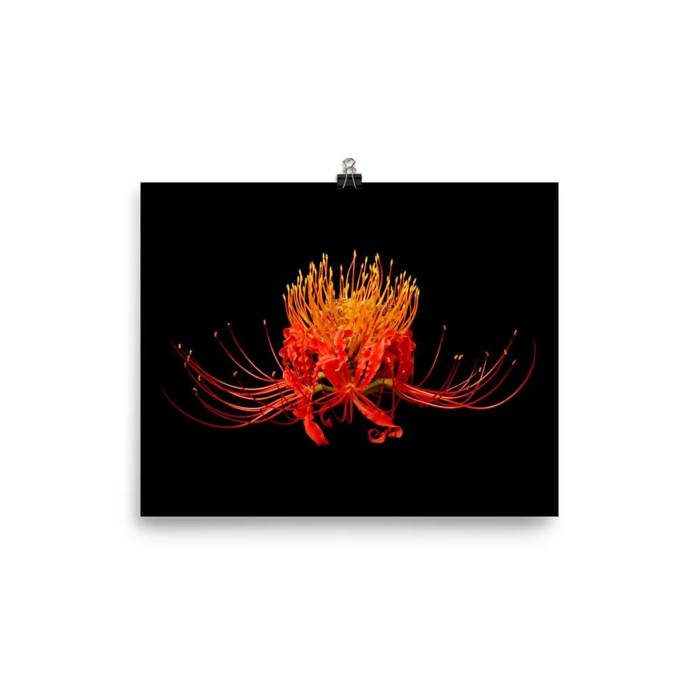 https://i.etsystatic.com/16519884/r/il/7952f0/2265362157/il_fullxfull.2265362157_dslk.jpg