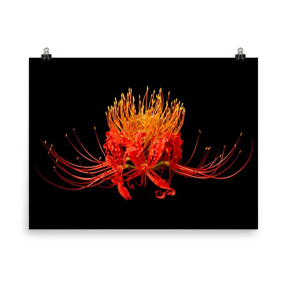 https://i.etsystatic.com/16519884/r/il/b7698a/2217765590/il_fullxfull.2217765590_aaqy.jpg