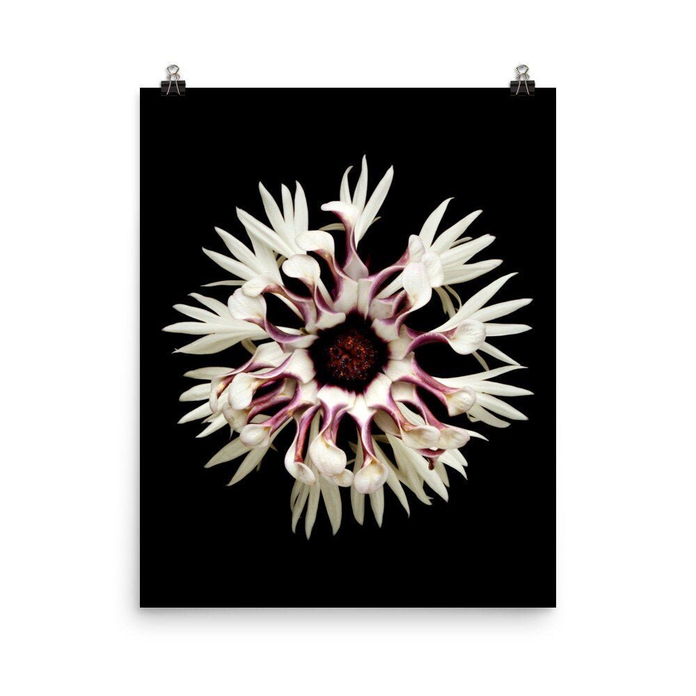 https://i.etsystatic.com/16519884/r/il/0c9438/2265408597/il_fullxfull.2265408597_jo7e.jpg