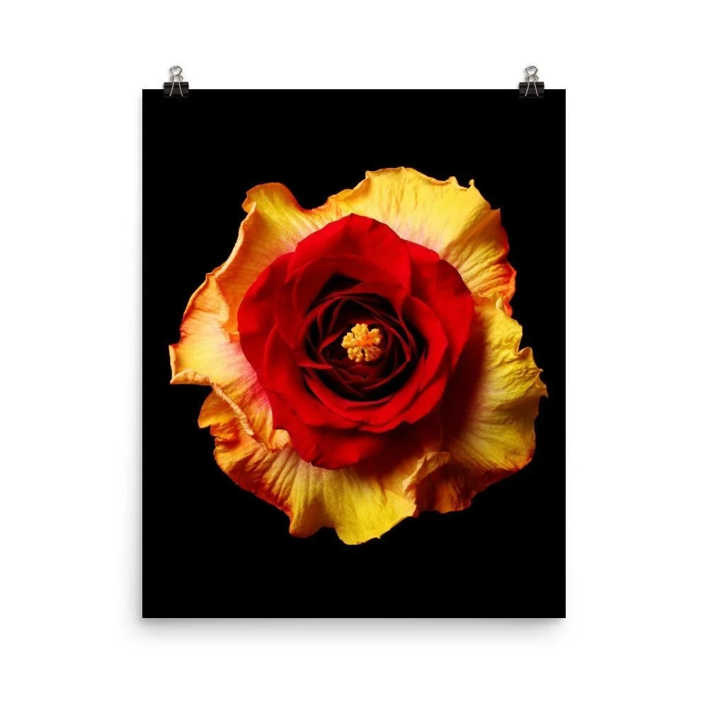 https://i.etsystatic.com/16519884/r/il/0bf711/2236841576/il_fullxfull.2236841576_hwt3.jpg