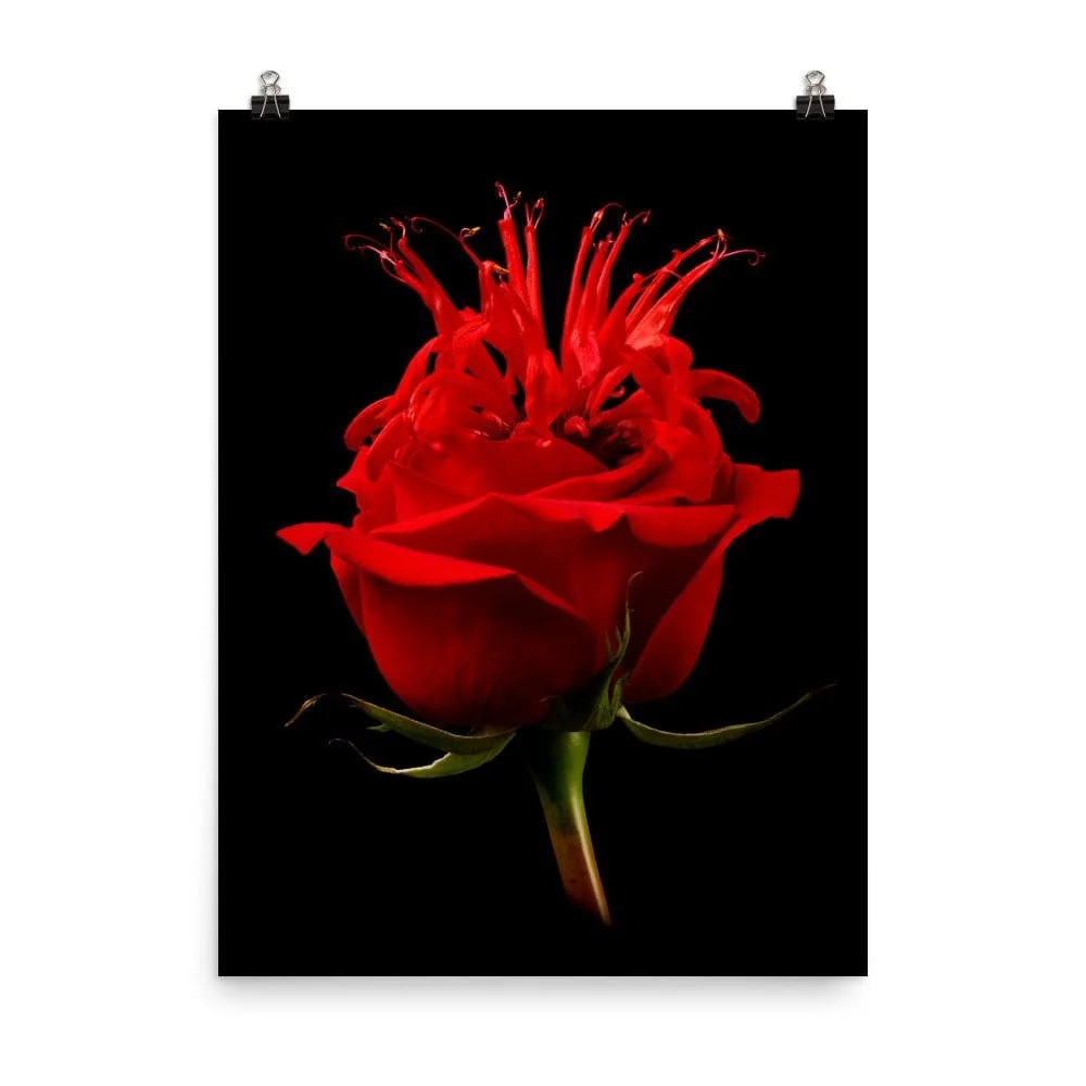 https://i.etsystatic.com/16519884/r/il/39a098/2284770067/il_fullxfull.2284770067_9x2a.jpg