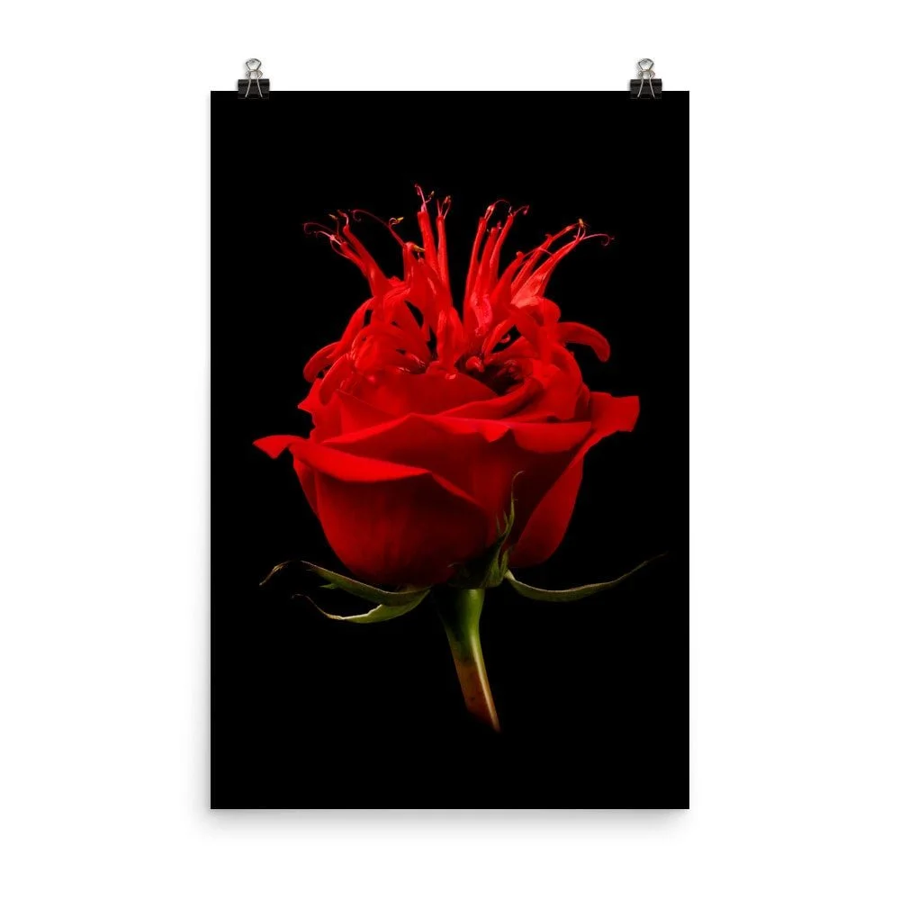 https://i.etsystatic.com/16519884/r/il/9c6f47/2237171766/il_fullxfull.2237171766_4ju3.jpg