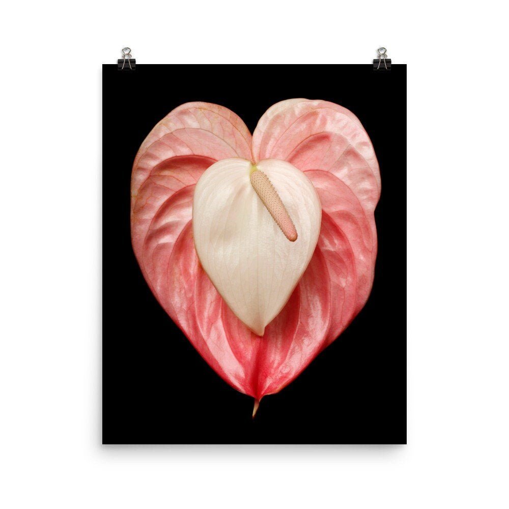 https://i.etsystatic.com/16519884/r/il/71c458/2238201014/il_fullxfull.2238201014_jfbf.jpg