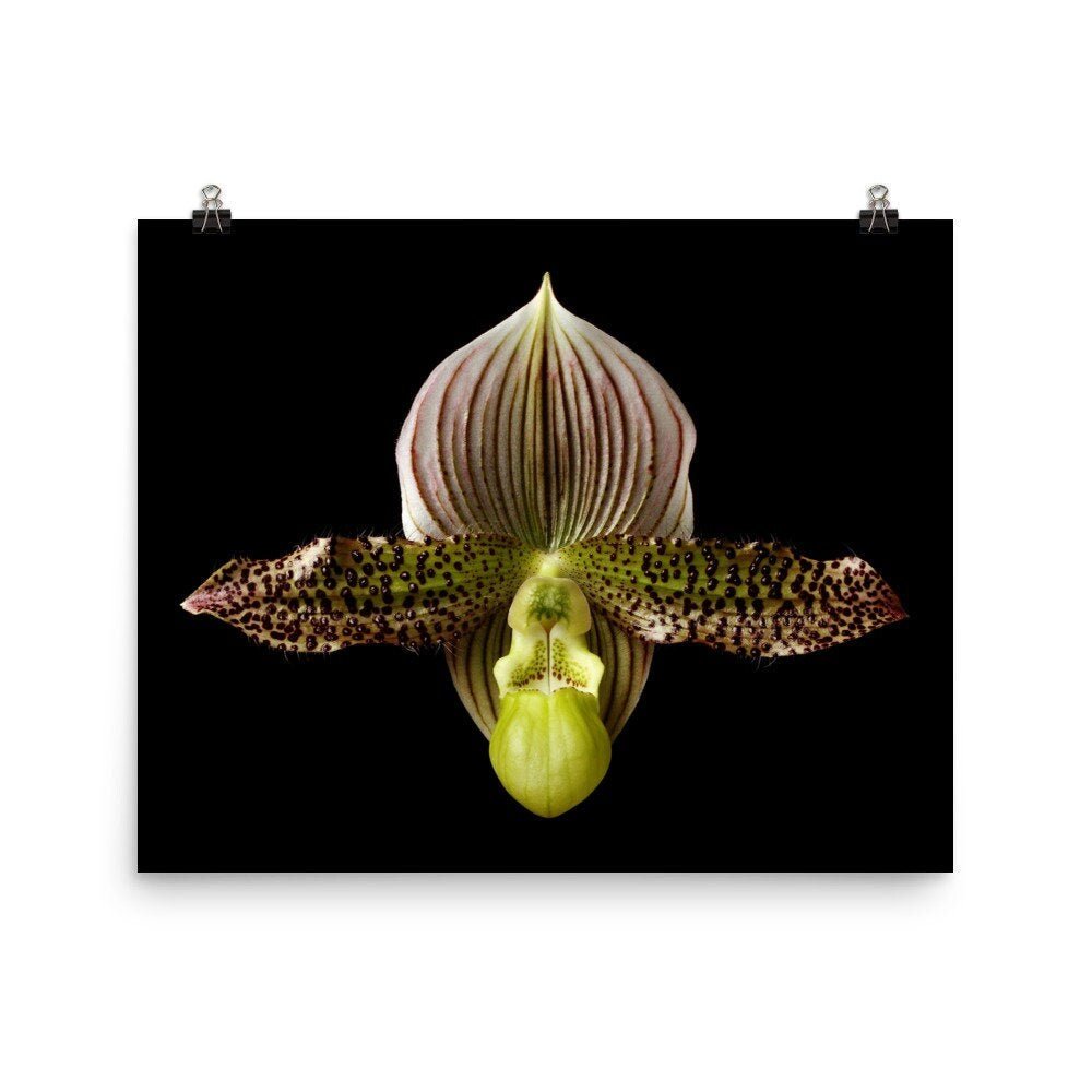 https://i.etsystatic.com/16519884/r/il/c47893/2236915688/il_fullxfull.2236915688_lfhn.jpg