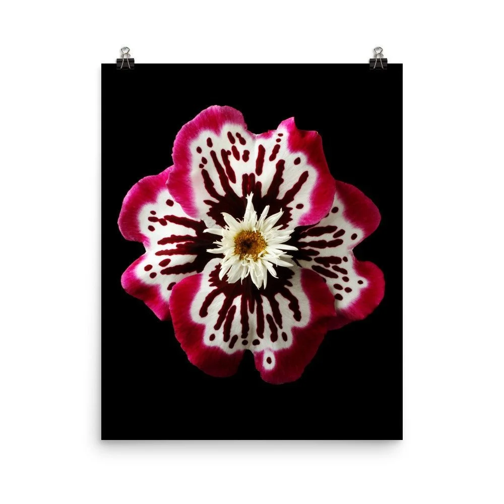 https://i.etsystatic.com/16519884/r/il/370ae6/2238217204/il_fullxfull.2238217204_juy8.jpg